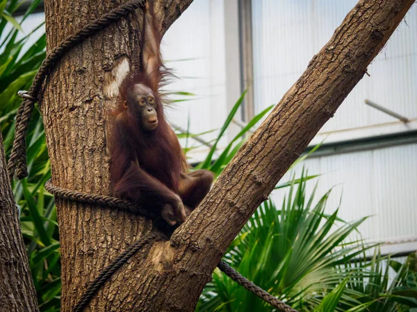 Een Jonge Orang Oetan Klimt Rond Een Dierentuin — Stockfoto