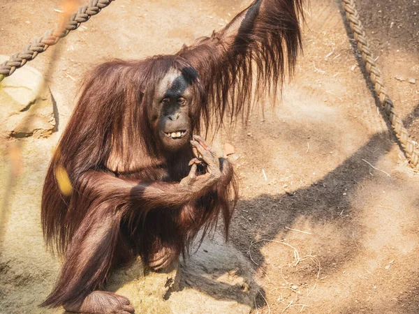 Orangután Trepa Zoológico — Foto de Stock