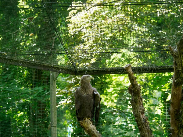 Gran Águila Marina Sienta Una Jaula Zoológico — Foto de Stock