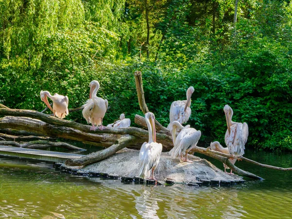 Grupp Pelikaner Som Sitter Klippa Och Putsar Sina Fjädrar — Stockfoto