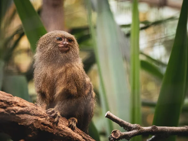 Pygmee Marmoset Zit Een Tak Kijkt Nieuwsgierig Opzij — Stockfoto