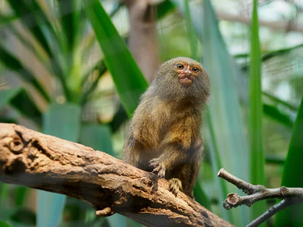 Pigmeo Marmoset Sienta Una Rama Mira Curiosamente Lado — Foto de Stock