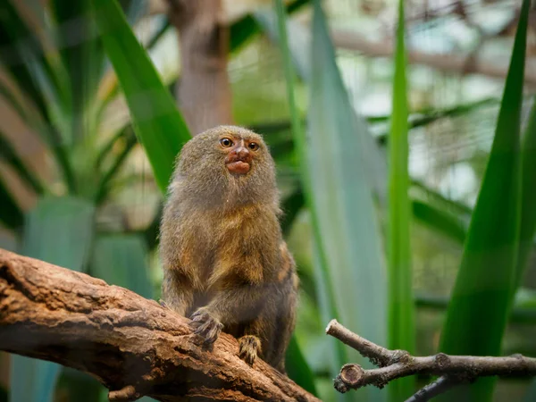 Pygmee Marmoset Zit Een Tak Kijkt Nieuwsgierig Opzij — Stockfoto