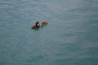 Büyük bir ibikli balık yavrusunu yakaladığı balıkla besler.