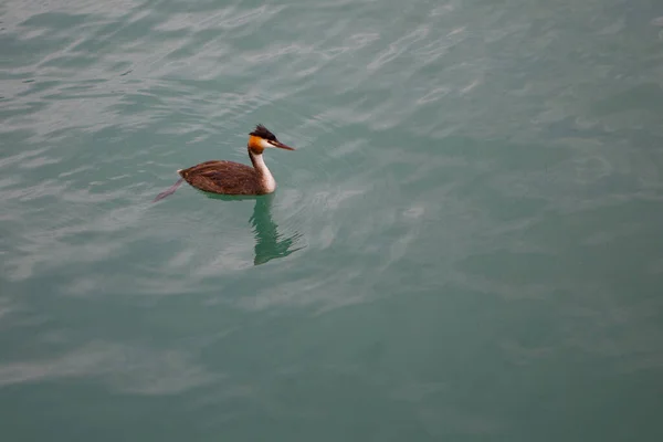 Grèbe Nage Sur Lac — Photo