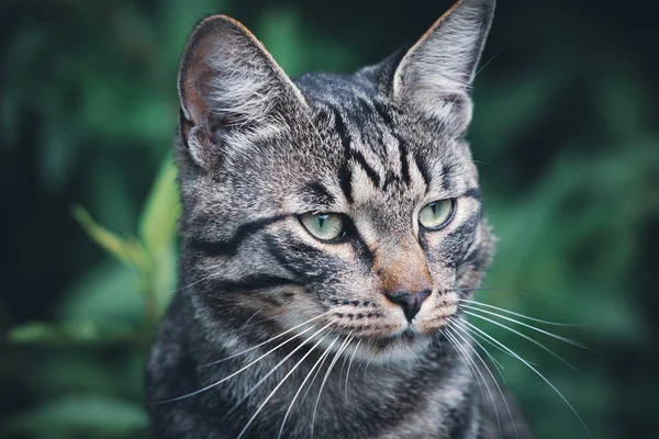 Ένα Πορτραίτο Μιας Γκρίζας Γάτας Στο Πράσινο — Φωτογραφία Αρχείου