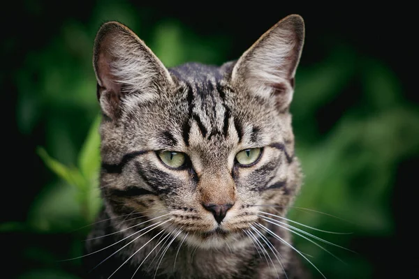 Een Portret Van Een Grijze Tabby Huis Kat Het Groen — Stockfoto