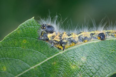  Büyük sarı ve siyah böcek tırtıl bir shru 'nun yeşil yapraklarını yer.