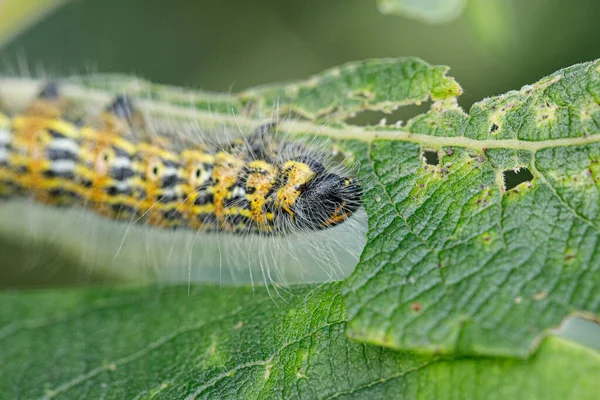 大きな黄色と黒の昆虫の幼虫は低木の緑の葉を食べます — ストック写真