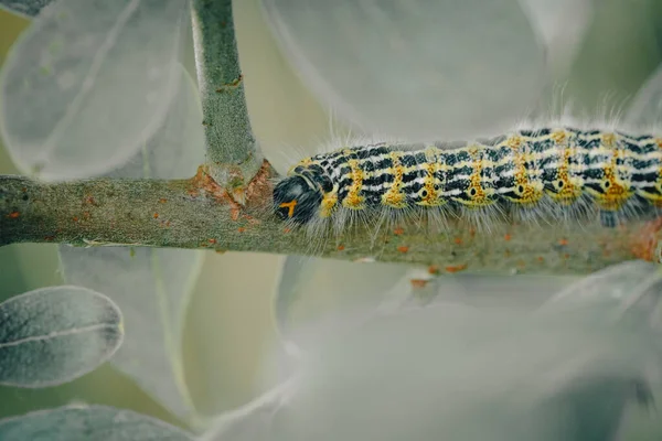 노란색 과검은 애벌레 — 스톡 사진