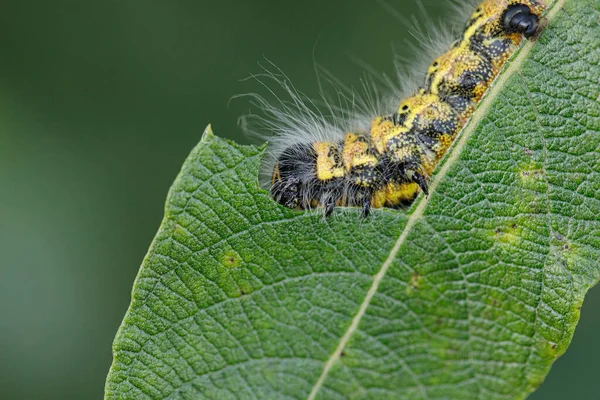 大きな黄色と黒の昆虫の幼虫は低木の緑の葉を食べます — ストック写真