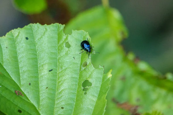 Sky Blue Leaf Beetle Eats Holes Green Leaves Bush — Foto de Stock