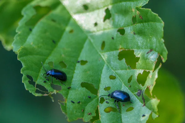 Sky Blue Leaf Beetle Eats Holes Green Leaves Bush — Foto de Stock