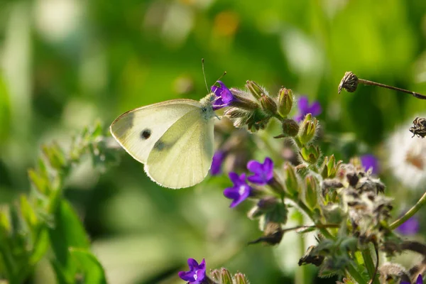 White Cabbage Butterfly Sucks Nectar Purple Flower — Photo