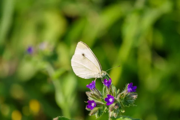 Ein Weißkohlschmetterling Saugt Den Nektar Einer Lila Blume — Stockfoto