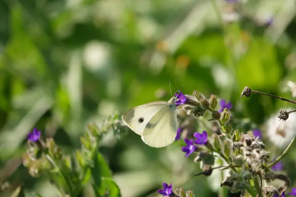 Ein Weißkohlschmetterling Saugt Den Nektar Einer Lila Blume — Stockfoto