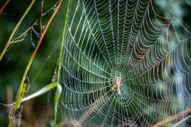 Çiğ kaplı örümcek ağında avını bekleyen çapraz örümceğin yakın çekimi.