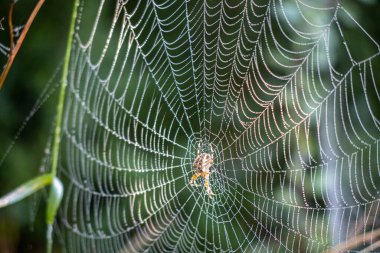 Çiğ kaplı örümcek ağında avını bekleyen çapraz örümceğin yakın çekimi.