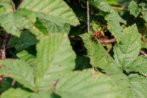 Great Hornet Flies Bushes Search Prey — Stock Photo, Image