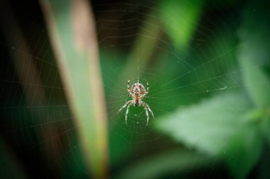 Örümcek ağının ortasında oturan çapraz örümceğin yakın çekimi.