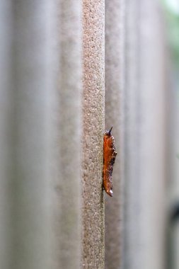 Kaya duvarda sürünen kahverengi bir çıplağın yakın çekimi.