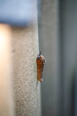 Kaya duvarda sürünen kahverengi bir çıplağın yakın çekimi.