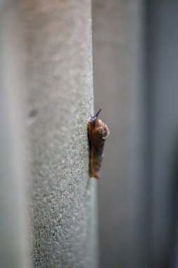 Kaya duvarda sürünen kahverengi bir çıplağın yakın çekimi.