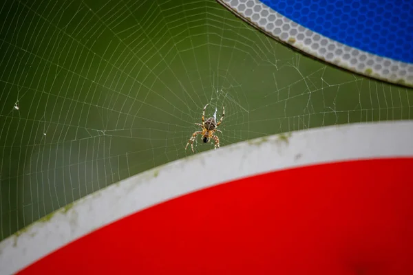 Close Uma Aranha Cruzada Sentado Meio Uma Teia Aranha — Fotografia de Stock