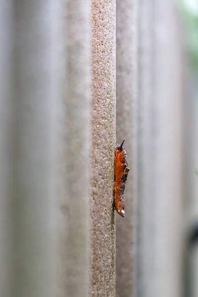 Primo Piano Nudibranco Bruno Che Striscia Muro Pietra — Foto Stock