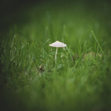 Çimlerin ortasında küçük beyaz bir mantar duruyor.