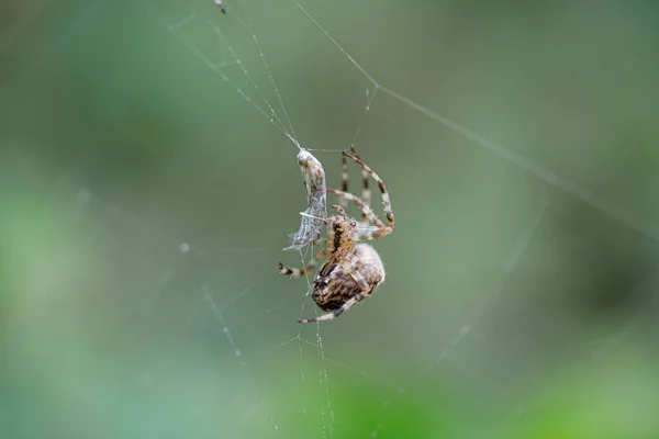 Une Grosse Araignée Vient Prendre Proie Dans Une Toile Araignée — Photo