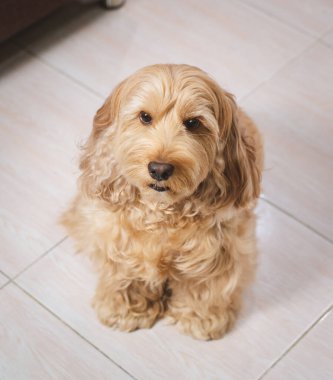 Puppy cockapoo İngiliz köpeği (tatlı Amerikan cocker spaniel ve kaniş ile karışık cins) hayvan sağlığı ve hayvan sağlığı hizmetleri, izole. Köpek portresi. Ağzını aç. Uzun pembe dile bak.