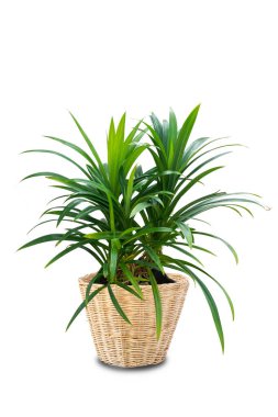 güzel yeşil kokulu Pandan (Pandanus amiaryllifolius Roxb Linn.Palm) rattan tencerede yetişen, ev dekorasyonu için bitkiler, Asya bitkileri, beyaz arka planda izole edilmiş