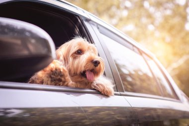 Şirin köpek ön koltukta arabada oturuyor. Yolda portre kıllı, tapılası Cockapoo yetiştiriciliği (Amerikan cocker spaniel ve sevimli kaniş). Mutlu yavru horoz kakası köpek gezisinde, pencereye bakıyor.