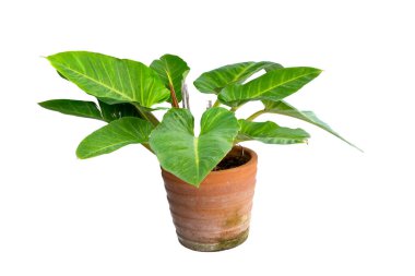 Philodendron, Philodendron cinsinin bir alt cinsidir. Tayland 'daki tropikal bahçe dekorasyonu için süs bitkileri. Yeşil saksı beyaz arkaplanda izole