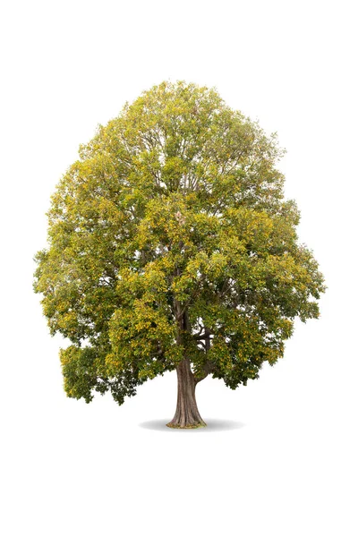 Дерево Осінь Ізольоване Білому Тлі Дизайну Irvingia Malayana Oliv Irvingiaceae — стокове фото