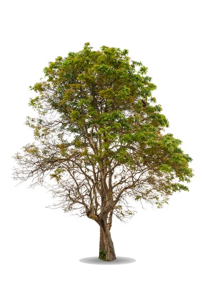 Árbol Grande Verde Aislado Sobre Fondo Blanco Naturaleza Objeto Corte —  Fotos de Stock