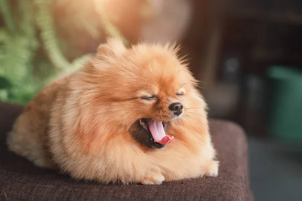 Cute Pomeranian Breed Lies Wooden Table Lovely Dog Looking Camera — Stock Photo, Image
