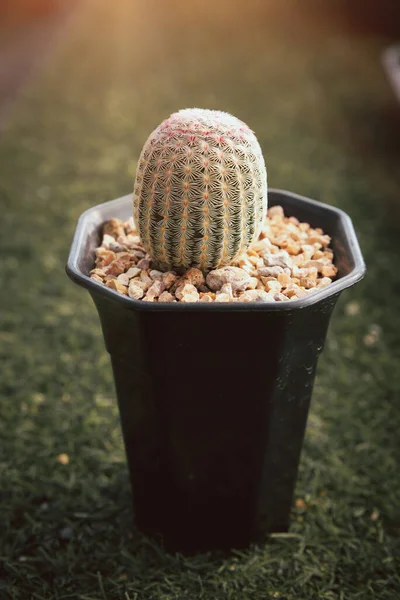 Rainbow Cactus Echinocereus Rigidissimus Echinocereus Pectinatus Muitos Exóticos Tropical Arizona — Fotografia de Stock
