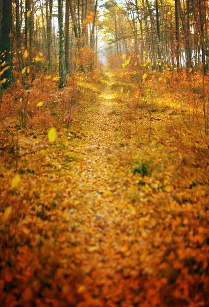 Herbst Saison Herbst Park Pfad abstrakt Hintergrund vertikal Panorama flache Tiefenschärfe Filter — Stockfoto