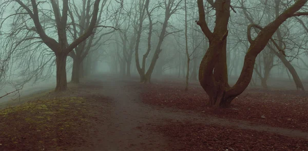Nevoeiro fundo mistycal parque beco outono árvores queda folhagem rasa profundidade de campo estilizado filtro — Fotografia de Stock