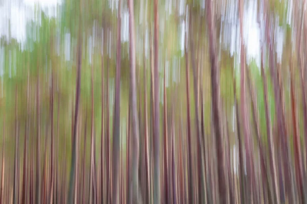 Floresta borrão abstrato fundo pinheiros alto — Fotografia de Stock