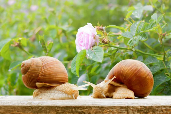 花园里的蜗牛特写玫瑰潮湿的春天背景 — 图库照片