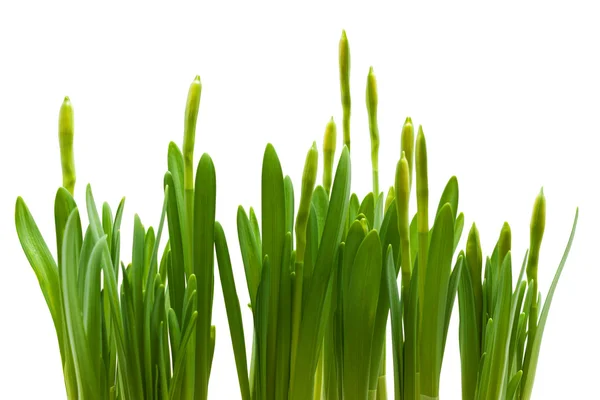 Daffodil buds growth isolated white background — Stock Photo, Image