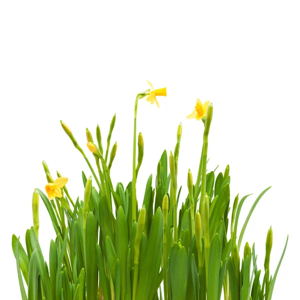 Fleurs printemps fleur jonquilles isolé fond blanc — Photo