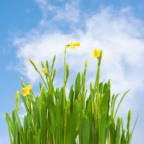 Bahar çiçeği nergis çiçek tomurcukları mavi gökyüzü arka plan — Stok fotoğraf