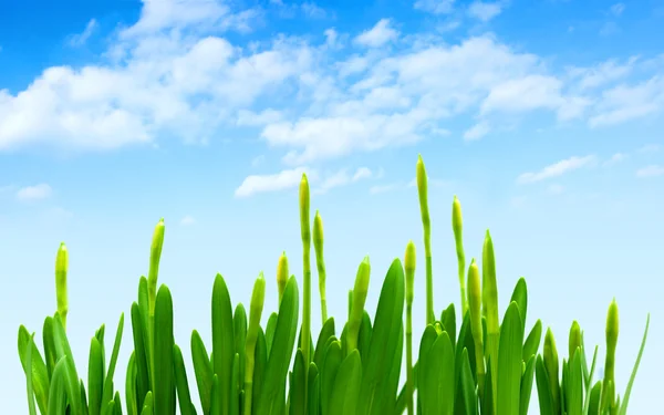 Brotes de narciso fondo azul cielo — Foto de Stock