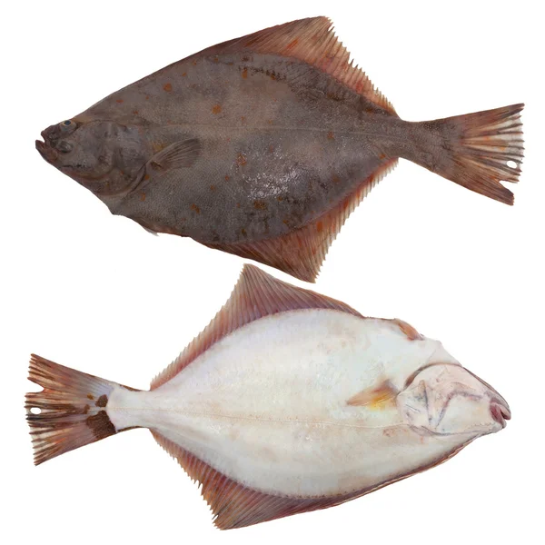 Flounder fishes cold isolated white two front back — Stock Photo, Image