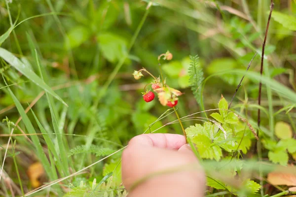 Strawberries wild twigs hand picking close up grass background selective focus — Stock Photo, Image