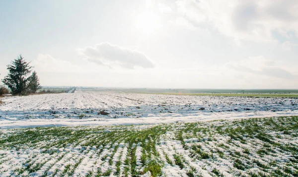 Landwirtschaft Schneebedeckte Reihen Von Weizenfeld Grüner Weizen Unter Dem Schnee — Stockfoto